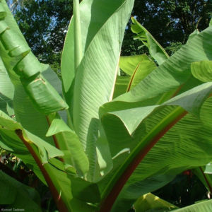 Banane Blatt Musa 02