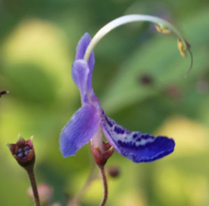 Bartblume Bluete weiss lila Caryopteris 04