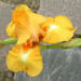 Zurück zum kompletten Bilderset Bart-Iris Piroschka Blütendolde orange gelb Iris barbata elatior