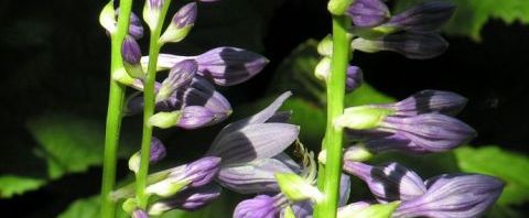 Anklicken um das ganze Bild zu sehen  Bauchige Funkie Blüte lila Hosta ventricosa