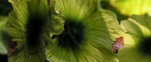 Anklicken um das ganze Bild zu sehen  Baum Cyclocarya Frucht - Cyclocarya paliurus
