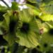 Zurück zum kompletten Bilderset Baum Cyclocarya Frucht - Cyclocarya paliurus