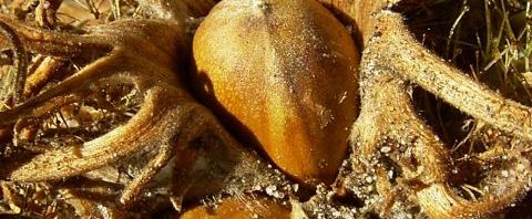Anklicken um das ganze Bild zu sehen  Baum-Hasel Nuss Fruchthülle braun Corylus colurna