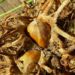 Zurück zum kompletten Bilderset Baum-Hasel Nuss Fruchthülle braun Corylus colurna