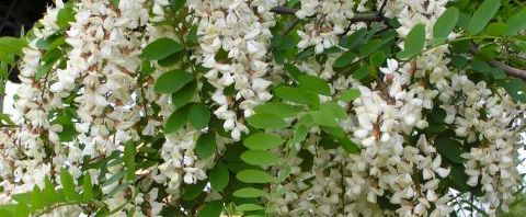 Anklicken um das ganze Bild zu sehen  Gewöhnliche Robinie Blüte weiß Robinia pseudoacacia