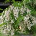 Zurück zum kompletten Bilderset Gewöhnliche Robinie Blüte weiß Robinia pseudoacacia