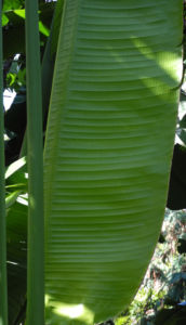 Baum der Reisenden Blatt gruen Ravenala madagascariensis 01