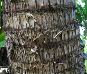 Baum der Reisenden Stamm grau Ravenala madagascariensis 04