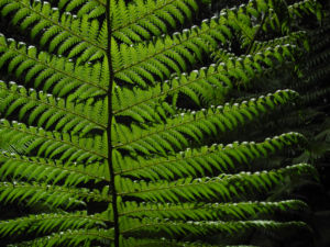 Baumfarn Blatt gruen Dicksonia antarctica01