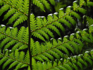 Baumfarn Blatt gruen Dicksonia antarctica0 1