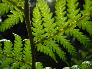 Baumfarn Blatt gruen Dicksonia antarctica03