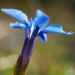 Zurück zum kompletten Bilderset Bayerischer Enzian Blüte blau Gentiana bavarica