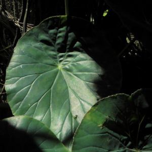 Begonie Blatt gruen Begonia Rotundifolia 09