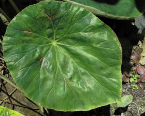 Begonie Blatt gruen Begonia Rotundifolia 10
