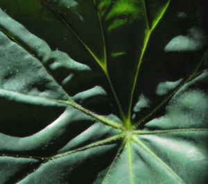 Begonie Blatt gruen Begonia Rotundifolia 11