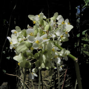 Begonie Bluete weiss Begonia Rotundifolia 09