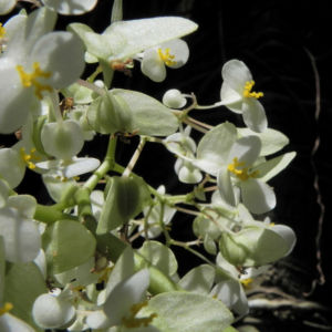 Begonie Bluete weiss Begonia Rotundifolia 11