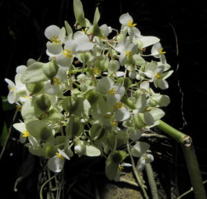 Begonie Bluete weiss Begonia Rotundifolia 12