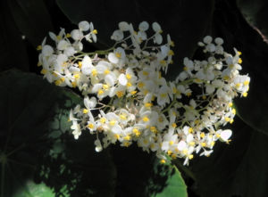 Begonie Bluete weiss Begonia Rotundifolia 14