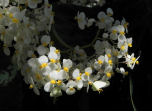 Begonie Bluete weiss Begonia Rotundifolia 15