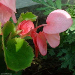 Begonie rosa Begonia 01