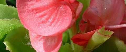Anklicken um das ganze Bild zu sehen  Begonie Blüte rosa Begonia