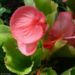 Zurück zum kompletten Bilderset Begonie Blüte rosa Begonia