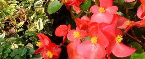 Anklicken um das ganze Bild zu sehen  Begonien Hybdride Blüte rot Begonia semperflorens