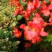 Zurück zum kompletten Bilderset Begonien Hybdride Blüte rot Begonia semperflorens