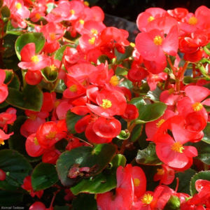 Begonie rot Begonia semperflorens hybdriden 03