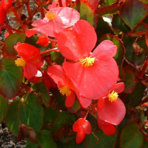 Begonie rot Begonia semperflorens hybdriden 04