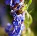 Zurück zum kompletten Bilderset Begrannter Isop Blüte blau Hyssopus officinalis