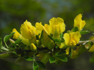 Behaarter Zwergginster Bluete gelb Chamaecytisus hirsutus 11