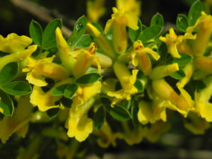 Behaarter Zwergginster Bluete gelb Chamaecytisus hirsutus 12