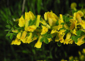 Behaarter Zwergginster Bluete gelb Chamaecytisus hirsutus 14