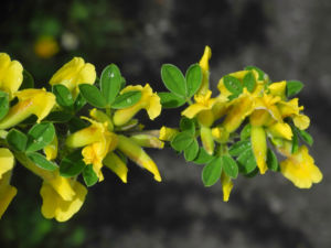 Behaarter Zwergginster Bluete gelb Chamaecytisus hirsutus 15