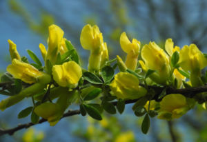 Behaarter Zwergginster Bluete gelb Chamaecytisus hirsutus 18