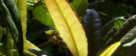 Anklicken um das ganze Bild zu sehen  Gewöhnliche Berberitze Blüte Blatt Berberis vulgaris