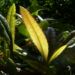Zurück zum kompletten Bilderset Gewöhnliche Berberitze Blüte Blatt Berberis vulgaris