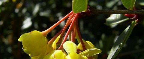 Anklicken um das ganze Bild zu sehen  Gewöhnliche Berberitze Blüte gelb Berberis vulgaris