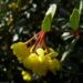 Zurück zum kompletten Bilderset Gewöhnliche Berberitze Blüte gelb Berberis vulgaris