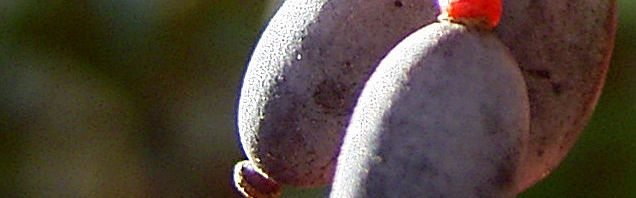 Anklicken um das ganze Bild zu sehen  Gewöhnliche Berberitze Frucht blau Berberis vulgaris