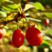Zurück zum kompletten Bilderset Gewöhnliche Berberitze rote Frucht Berberis vulgaris