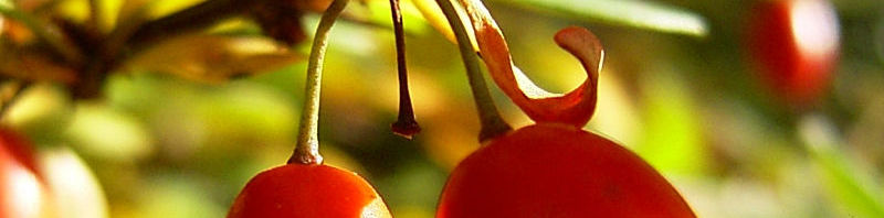 Anklicken um das ganze Bild zu sehen  Gewöhnliche Berberitze rote Frucht Berberis vulgaris