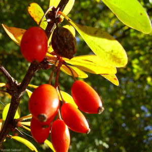 Berberitze gemeine rote Frucht Berberis vulgaris 02