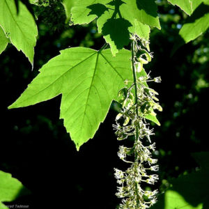 Berg Ahorn Bluete Acer pseudoplatanus 01