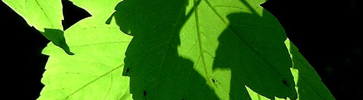 Anklicken um das ganze Bild zu sehen  Berg-Ahorn Blüte Acer pseudoplatanus