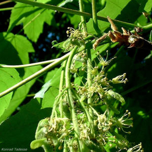 Berg Ahorn Bluete Acer pseudoplatanus 03