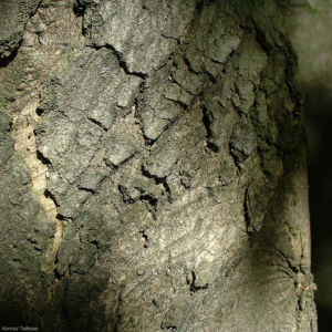 Berg Ahorn Bluete Acer pseudoplatanus 04