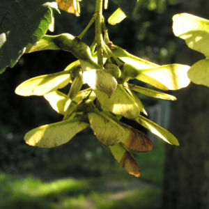 Berg Ahorn Frucht Acer pseudoplatanus 01